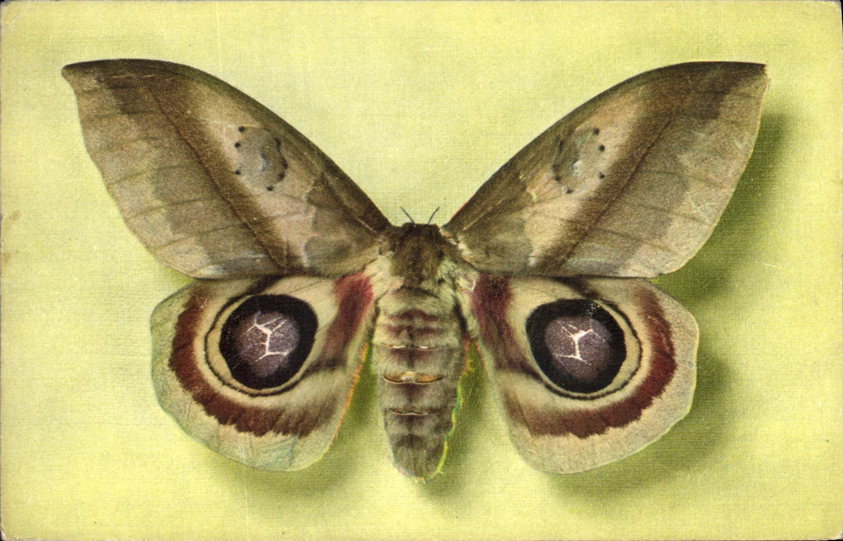 CPA Fantaisie Papillon Automeris Janus Colombie Collection Boubee