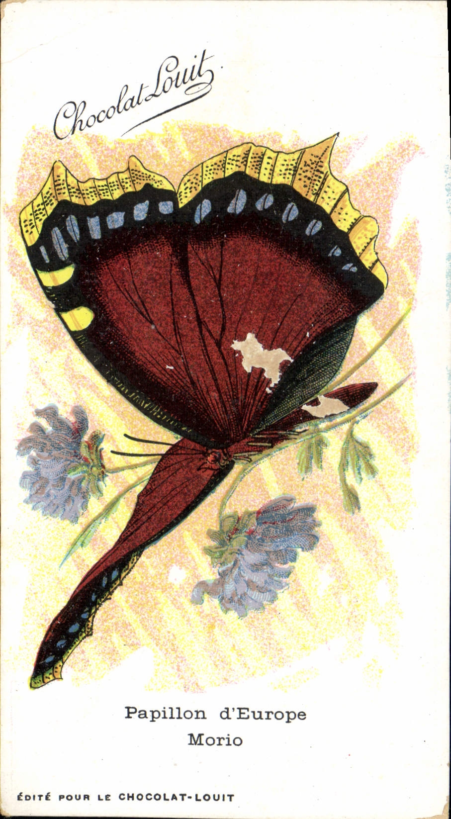 VINTAGE POSTCARD Fantasy Butterfly of Europe Morio Chocolate louit