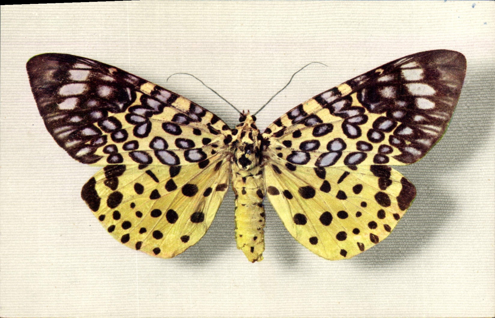 CPA Fantaisie Papillon Moorea Argus Collection Boubee