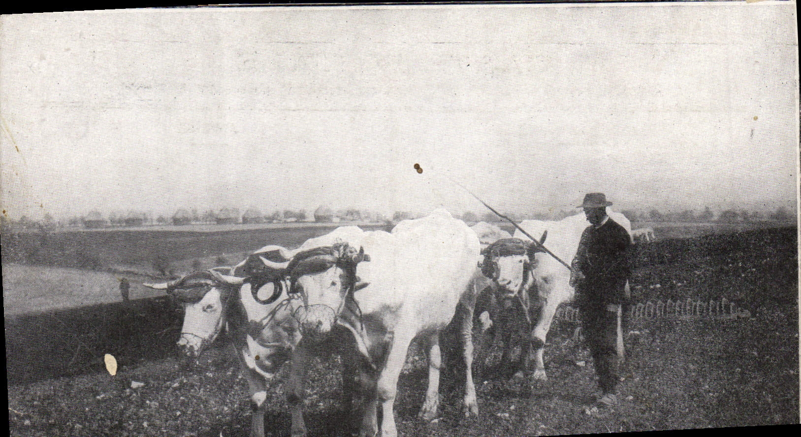 VINTAGE POSTCARD Folklore oxen by Seeberger Coach