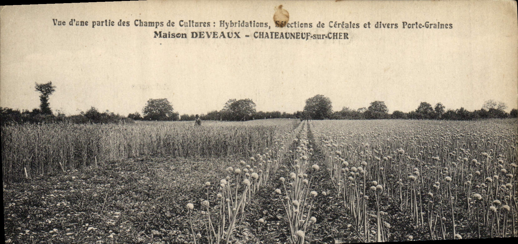 CPA Folklore Vue d'une partie des champs de cultures Hydridations Selections de cereales Deveaux Chateauneuf sur Cher 