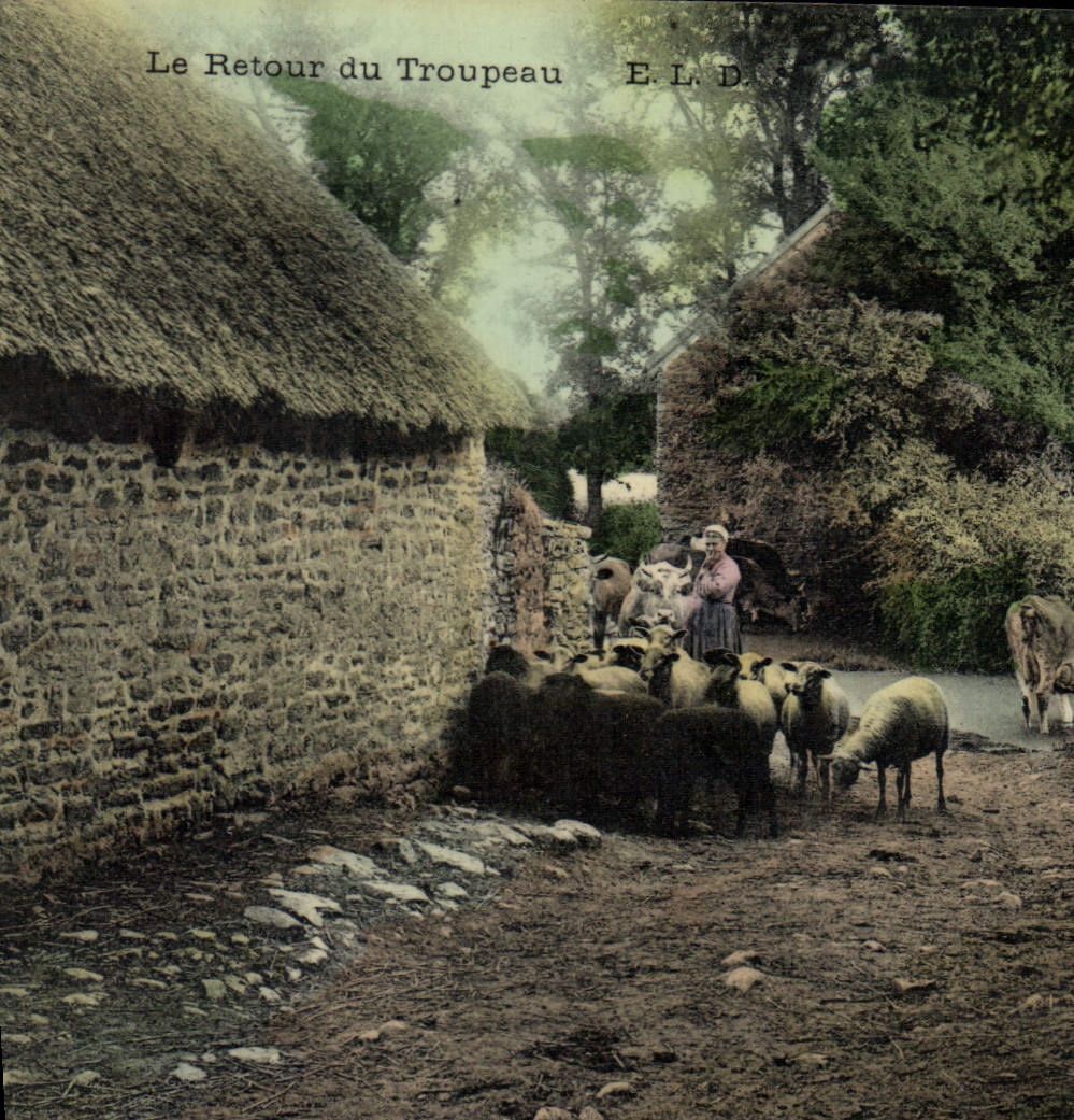CPA Folklore Le retour du troupeau Moutons
