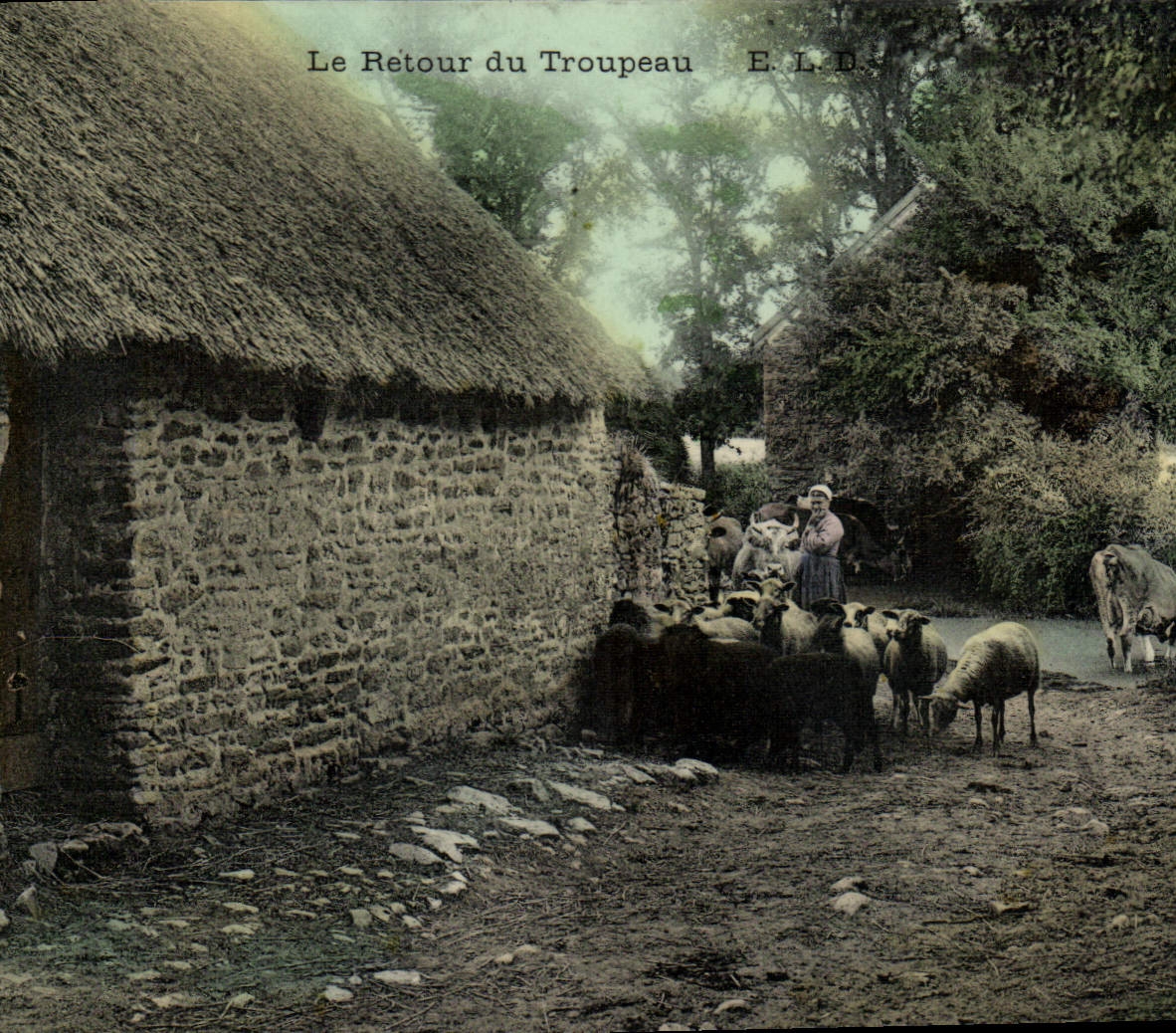 CPA Folklore Le retour du troupeau Moutons
