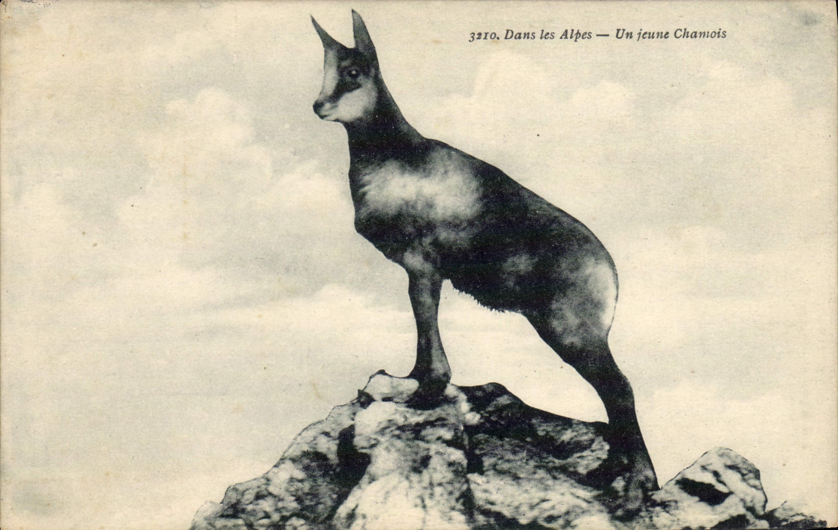 VINTAGE POSTCARD In the Alps a young chamois