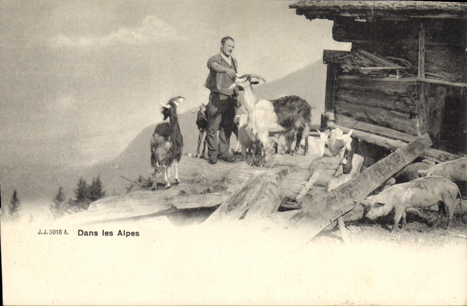 VINTAGE POSTCARD Goat In the Alps Pig Pig