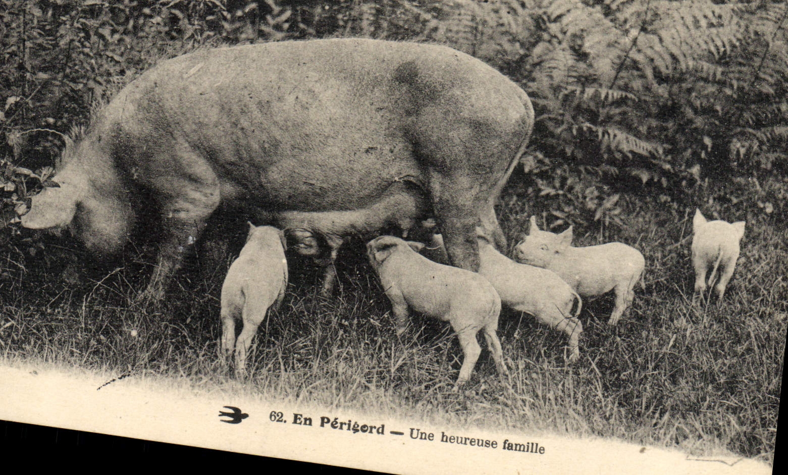 Folklore de la POSTAL de la VENDIMIA en Perigord un cerdo feliz del cerdo de la familia