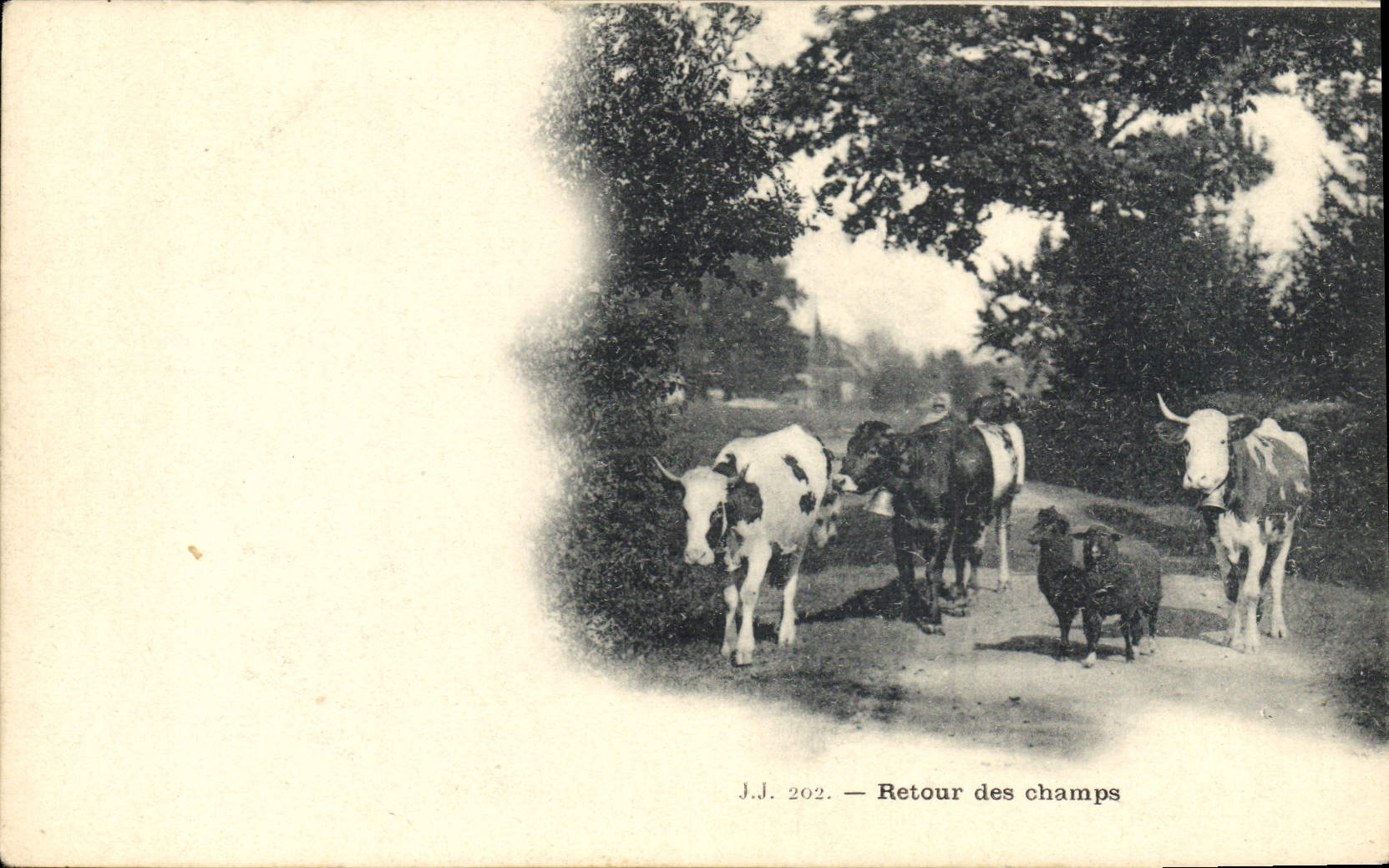 Vuelta de las vacas de la POSTAL de la VENDIMIA de las ovejas de los campos