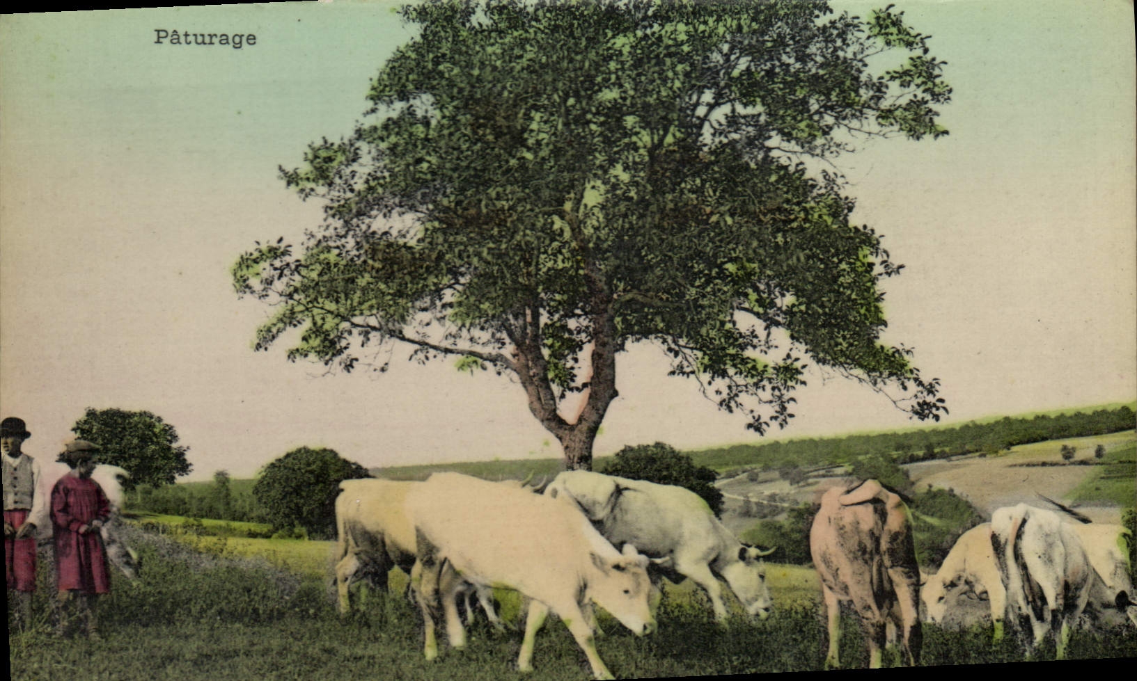 CPA Folklore Paturage Vaches Boeufs 