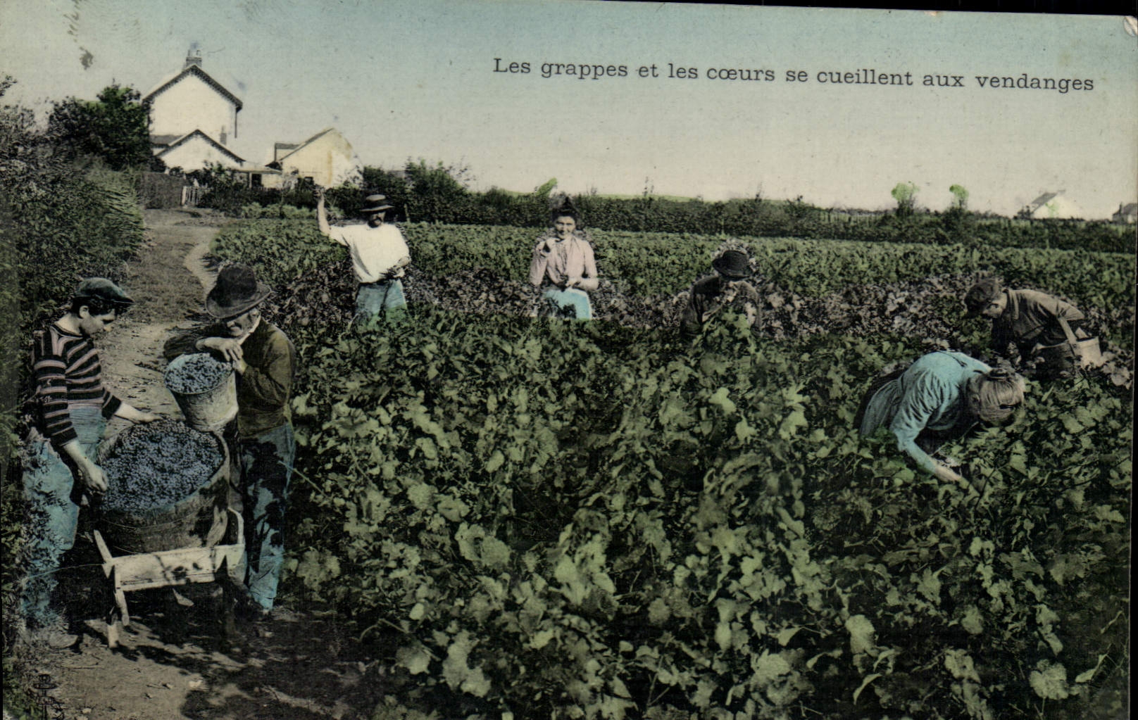 VINTAGE POSTCARD Folklore the bunches and the hearts are gathered with the grape harvest