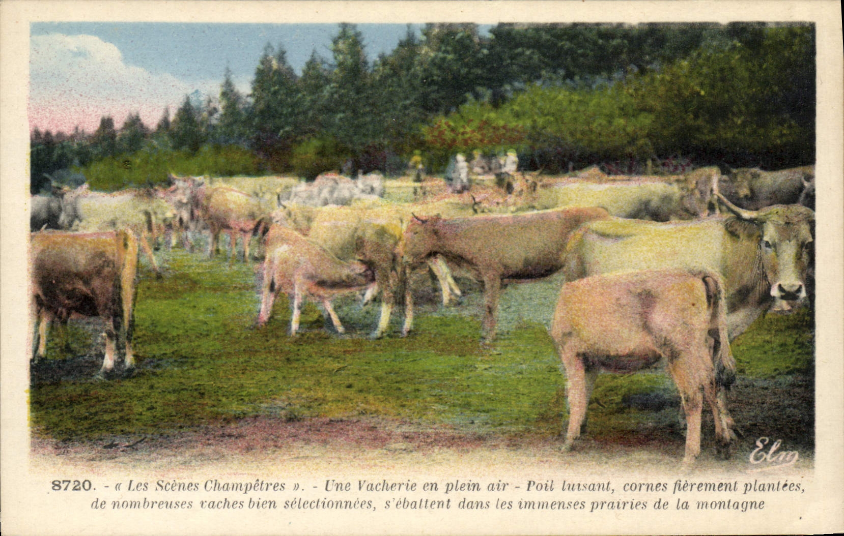 VINTAGE POSTCARD pastoral Scenes a nasty trick in the open air Cows