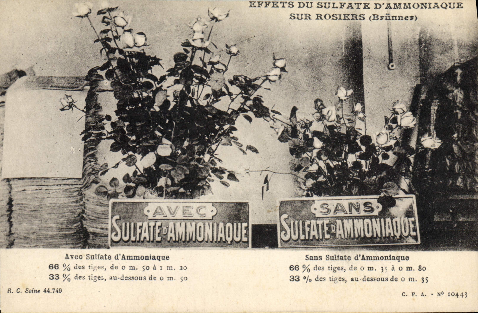 VINTAGE POSTCARD Effects of sulfate of amnoniaque on rose trees