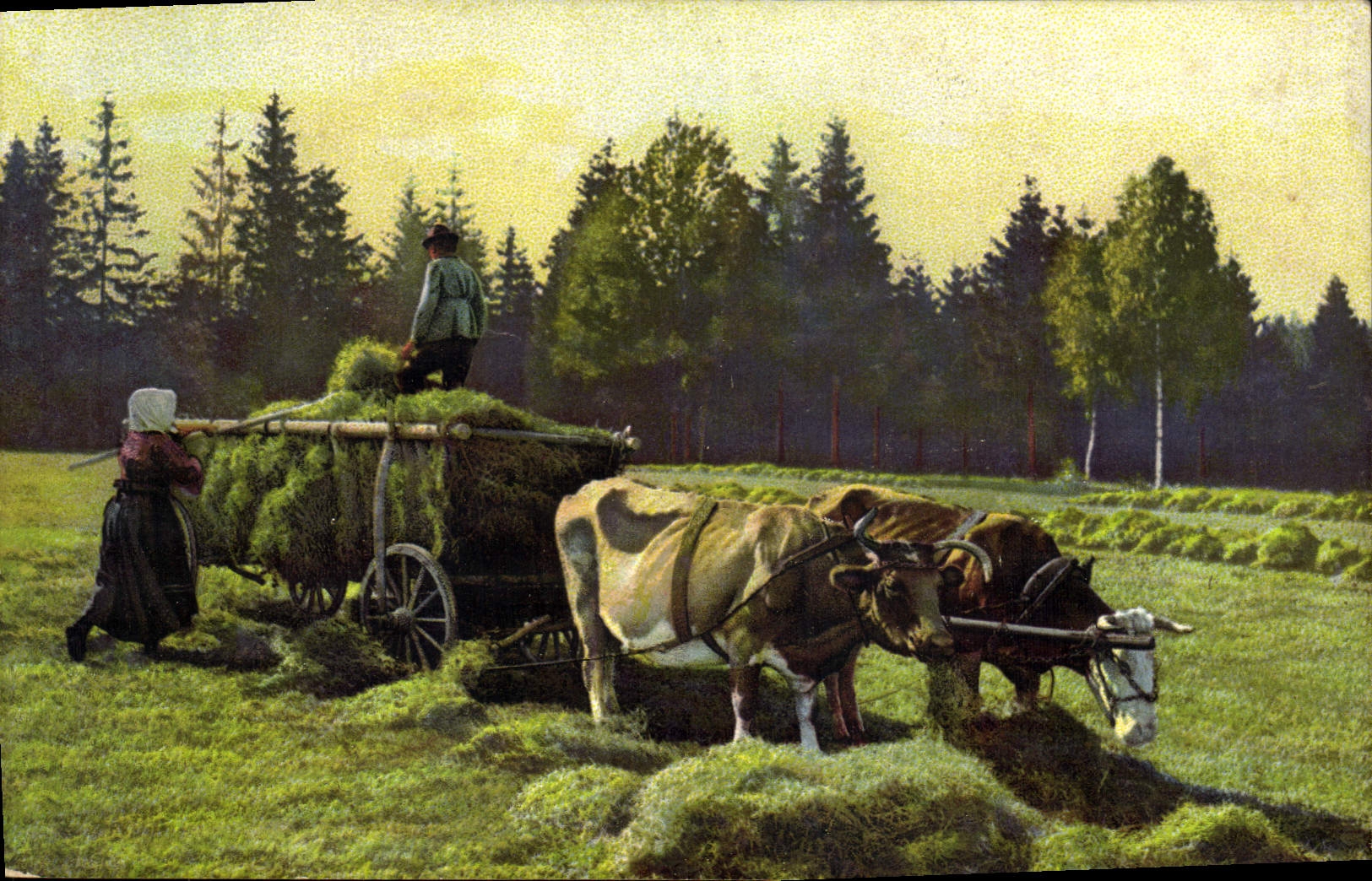 VINTAGE POSTCARD Folklore Haymaking Coach Oxen