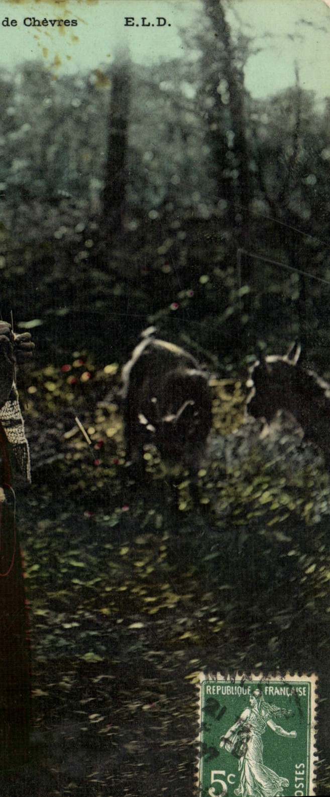 VINTAGE POSTCARD Goat the gardeuse one of goats