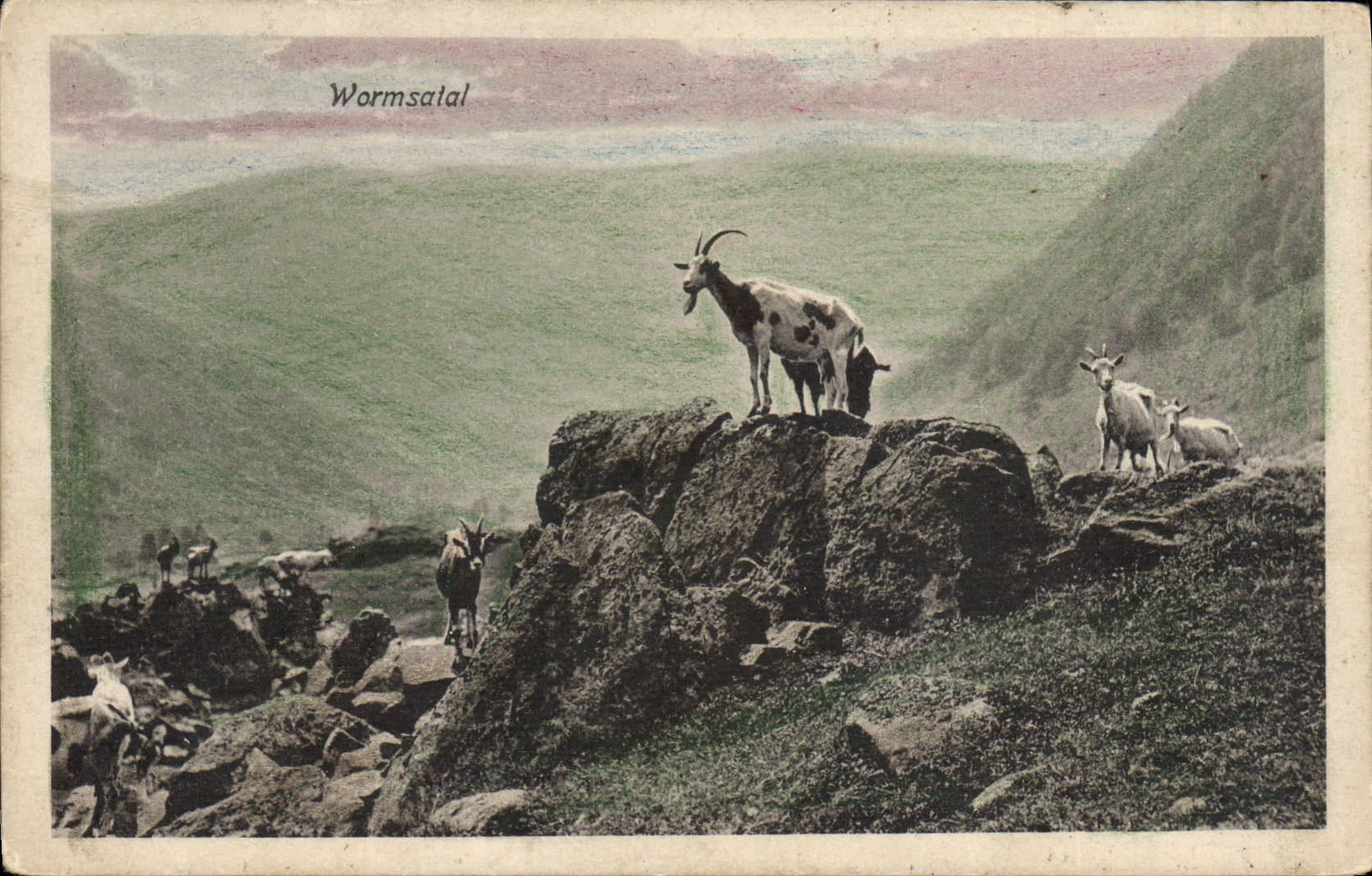 VINTAGE POSTCARD Wormsatal Goat