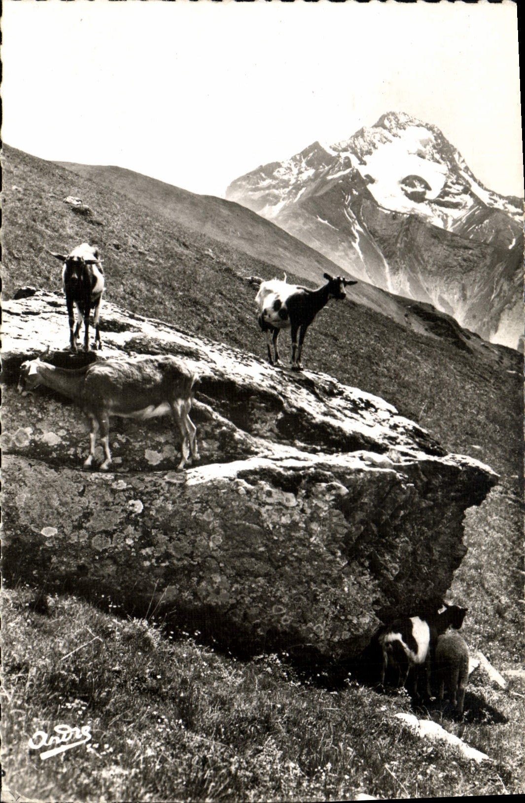 CPM Chevre Chevres en montagne 