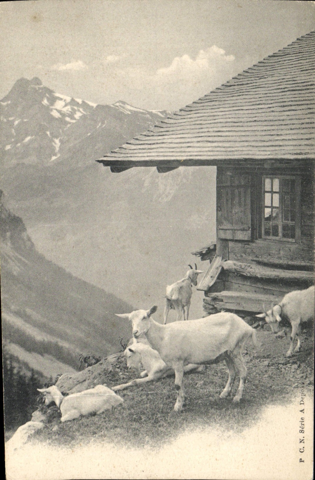 CPA Chevre 