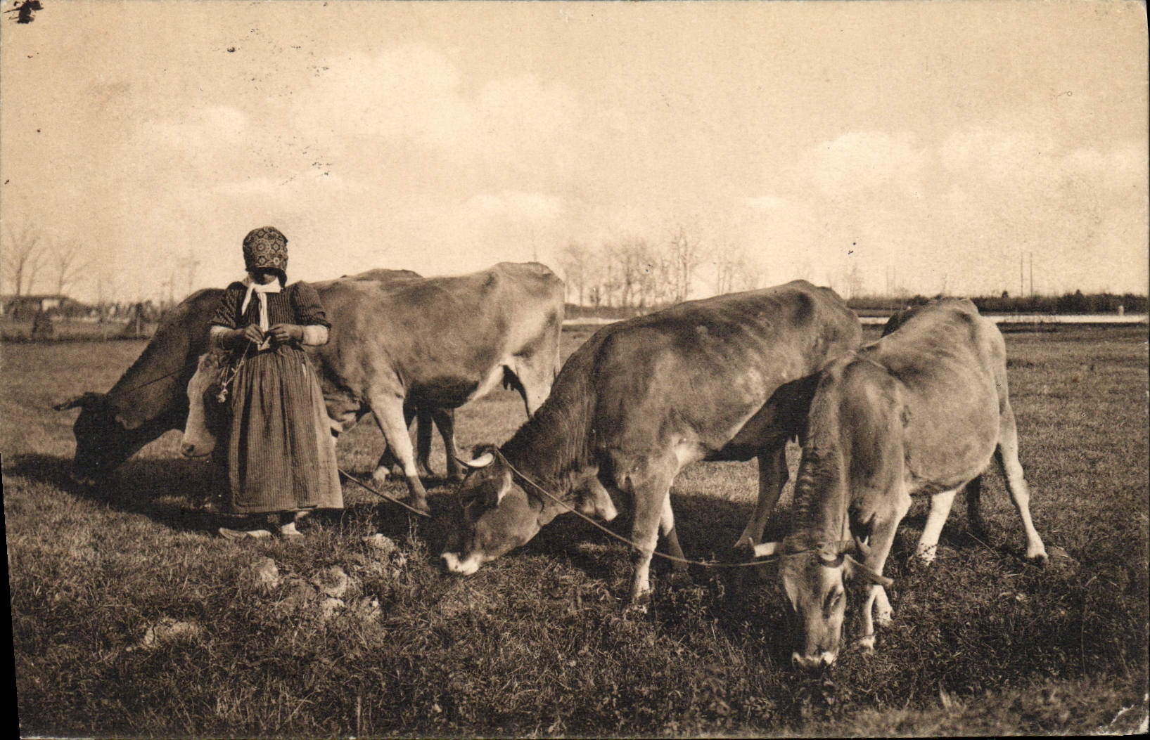VINTAGE POSTCARD Folklore Cows