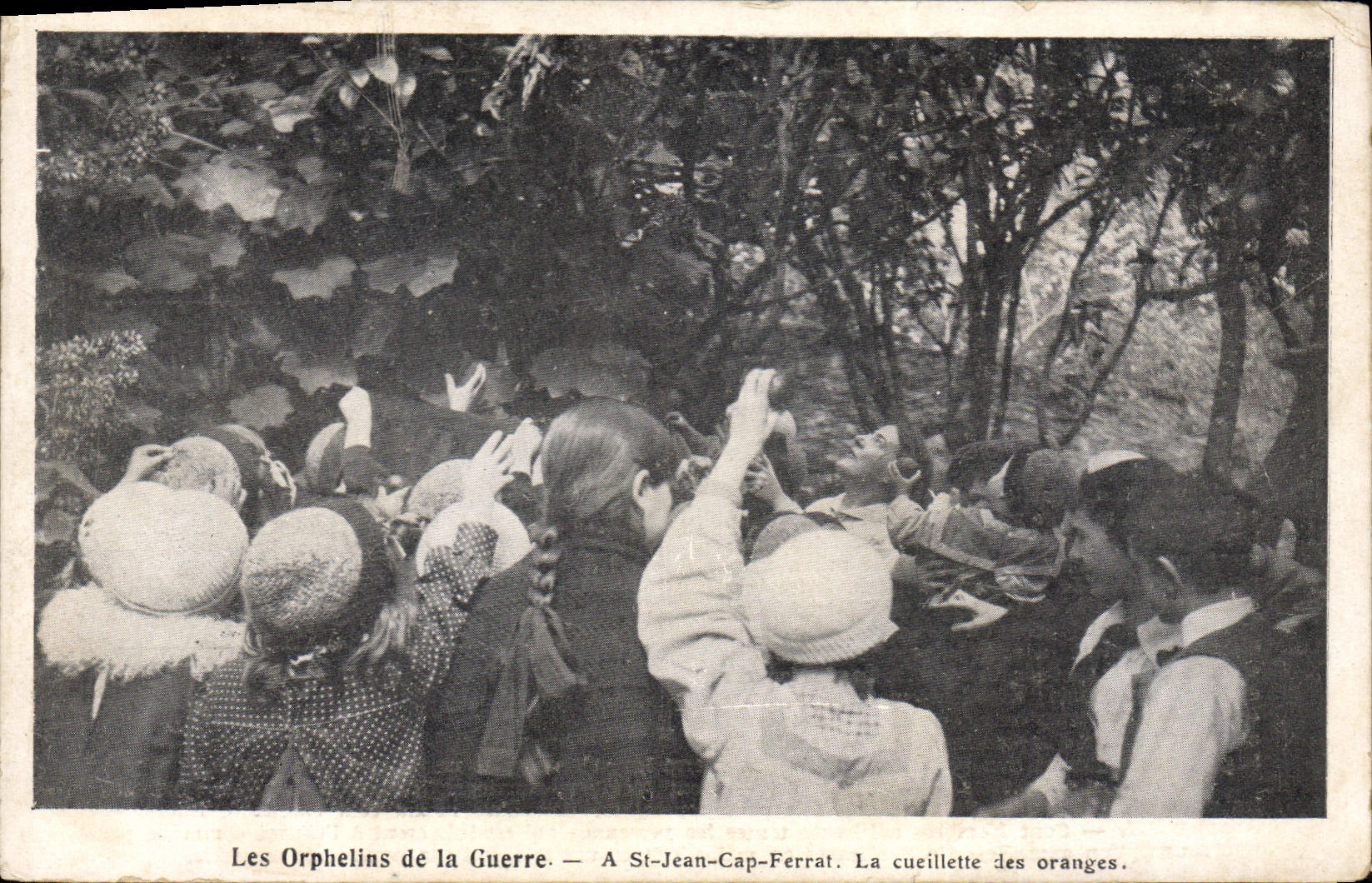 La POSTAL de la VENDIMIA los huérfanos de la guerra tiene cabo Ferrat del St Jean la reunión de las naranjas de Enfants