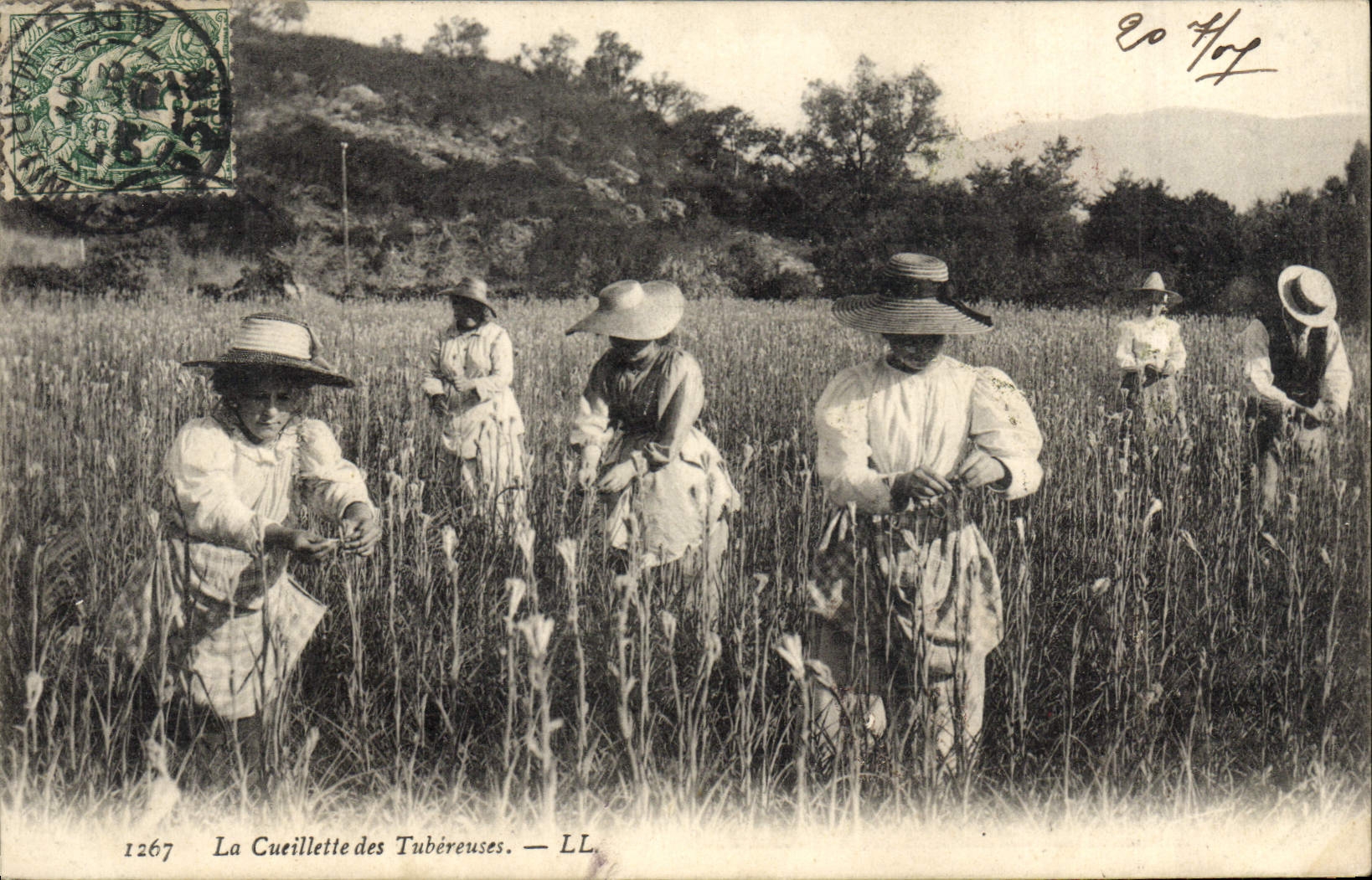 VINTAGE POSTCARD Folklore the gathering of Tubereures
