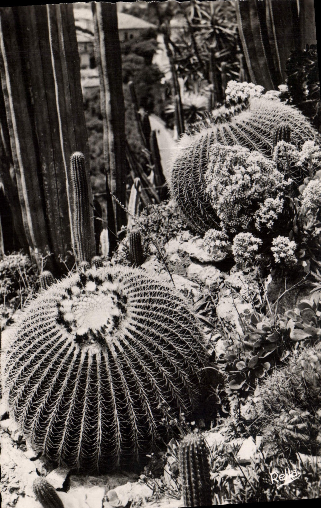 MODERN CARD Exotic Monte Carlo Garden cushions of the Beautiful Mother