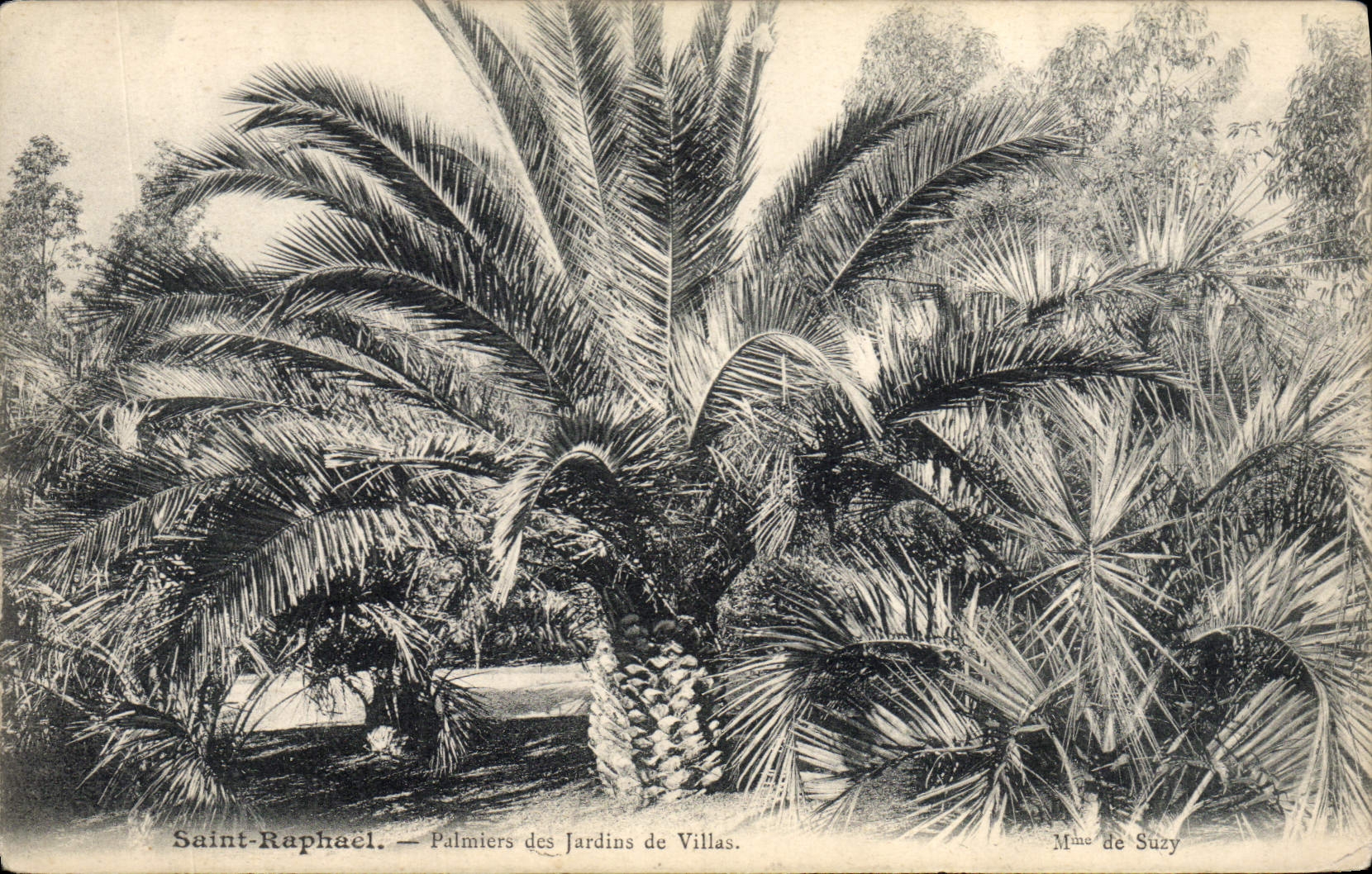 CPA Saint Raphael Palmiers des Jardins de villas