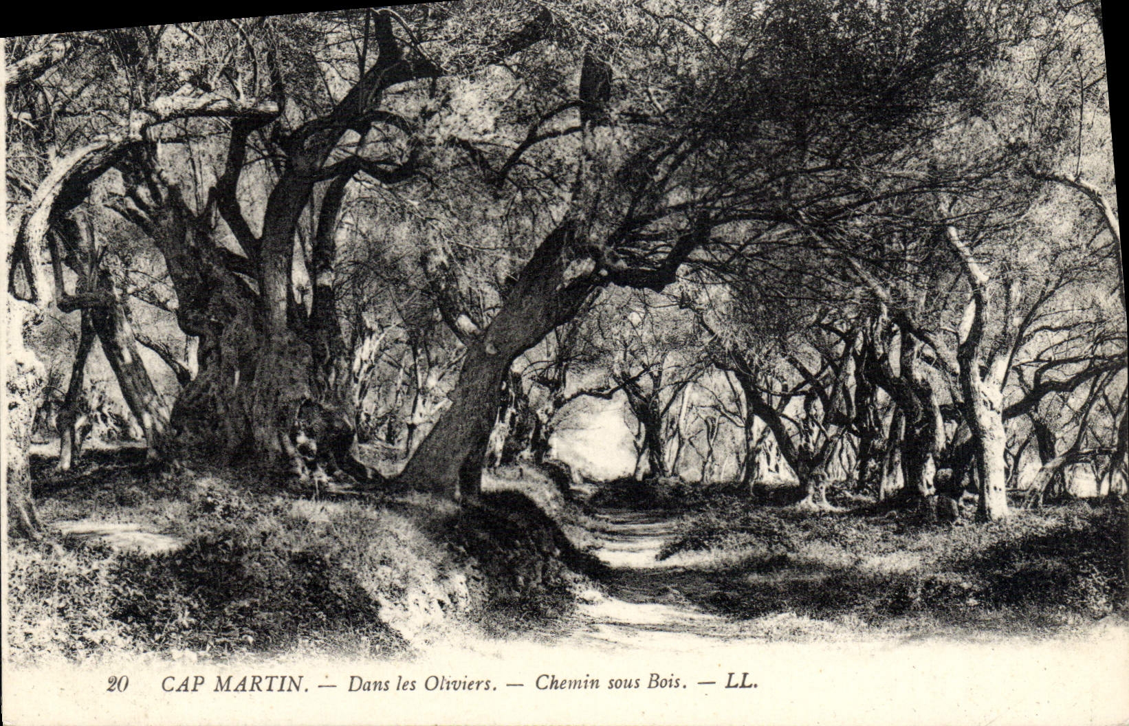 Cabo Martin de la POSTAL de la VENDIMIA en los Aceituna-árboles