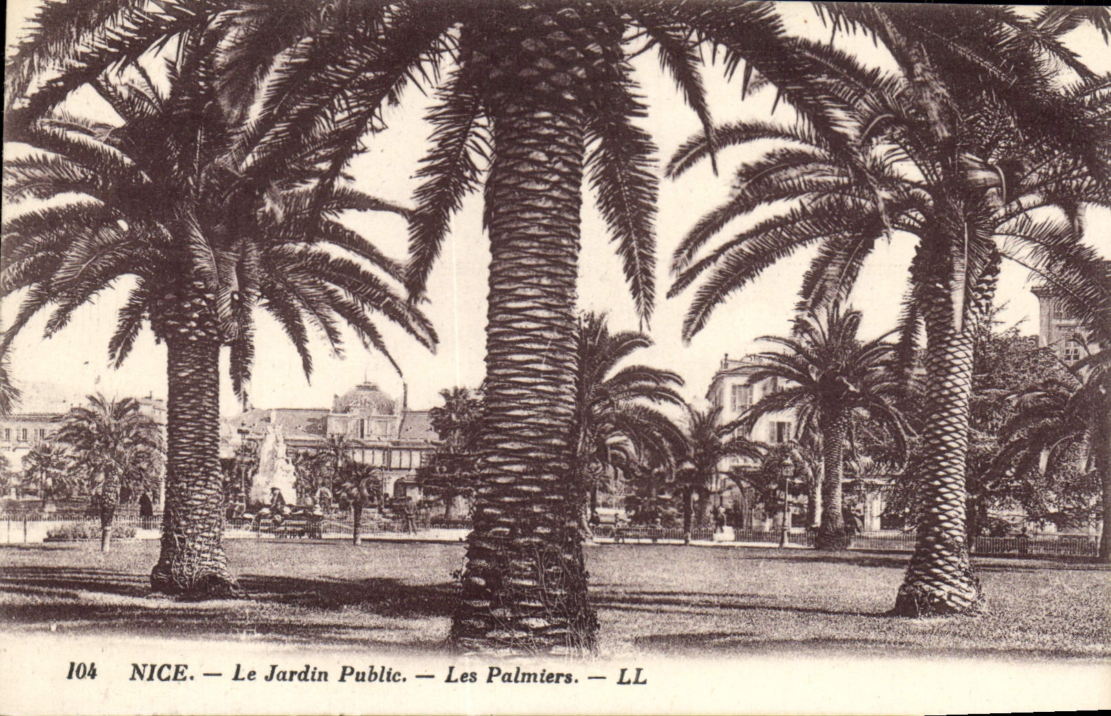VINTAGE POSTCARD Nice the Phblic Garden Palm trees