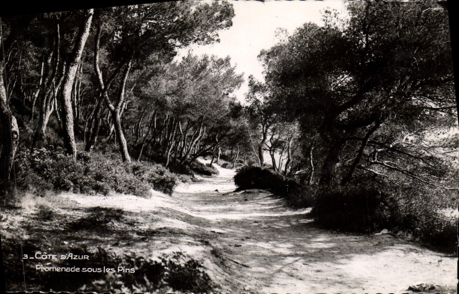 CPM Cote Azur Promenade Sous Les Pins