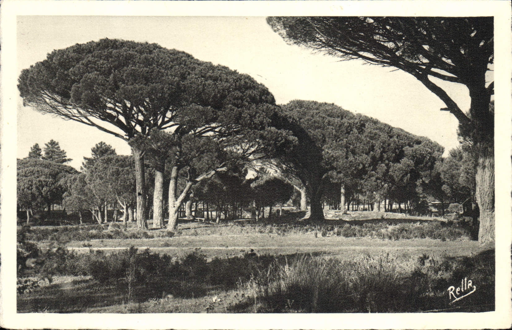 VINTAGE POSTCARD Pines Parasois De I' Esterel