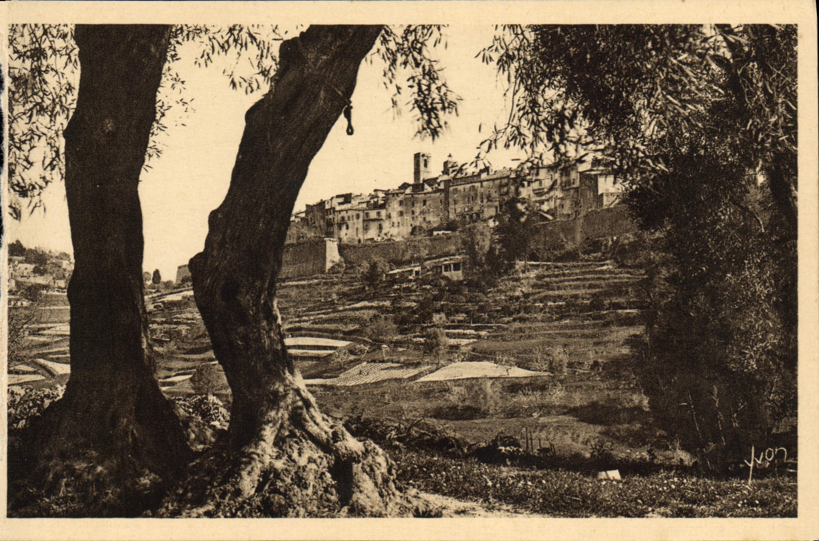 VINTAGE POSTCARD Saint Paul the Village Strengthens Vu' through the Olive-trees