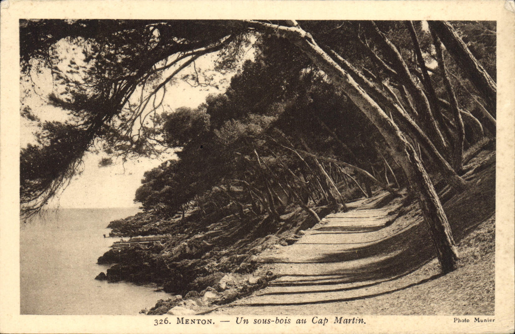 CPA Menton Un Sous Bois au Cap Martin
