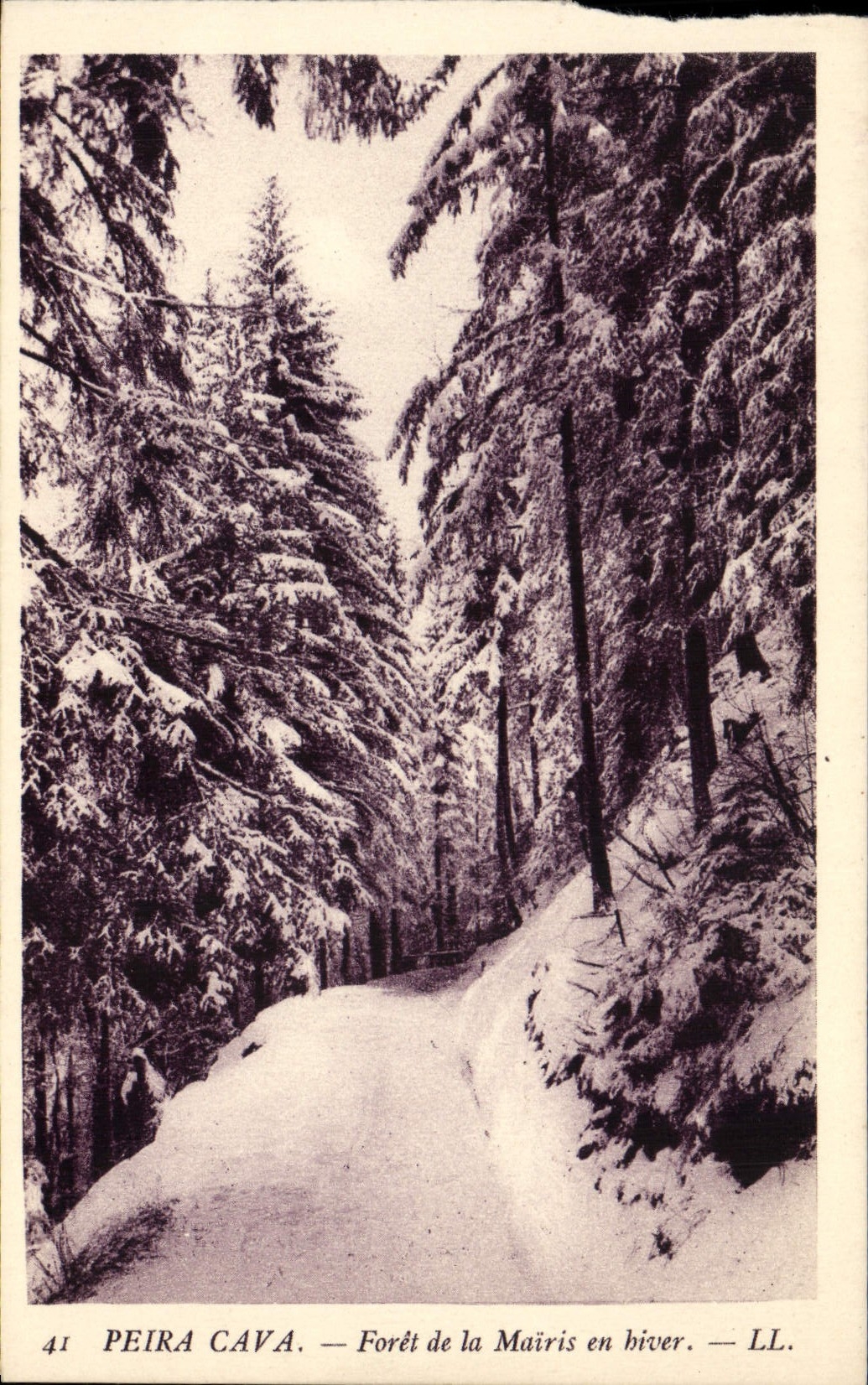CPA Peira Cava Foret de la Mairis en hiver