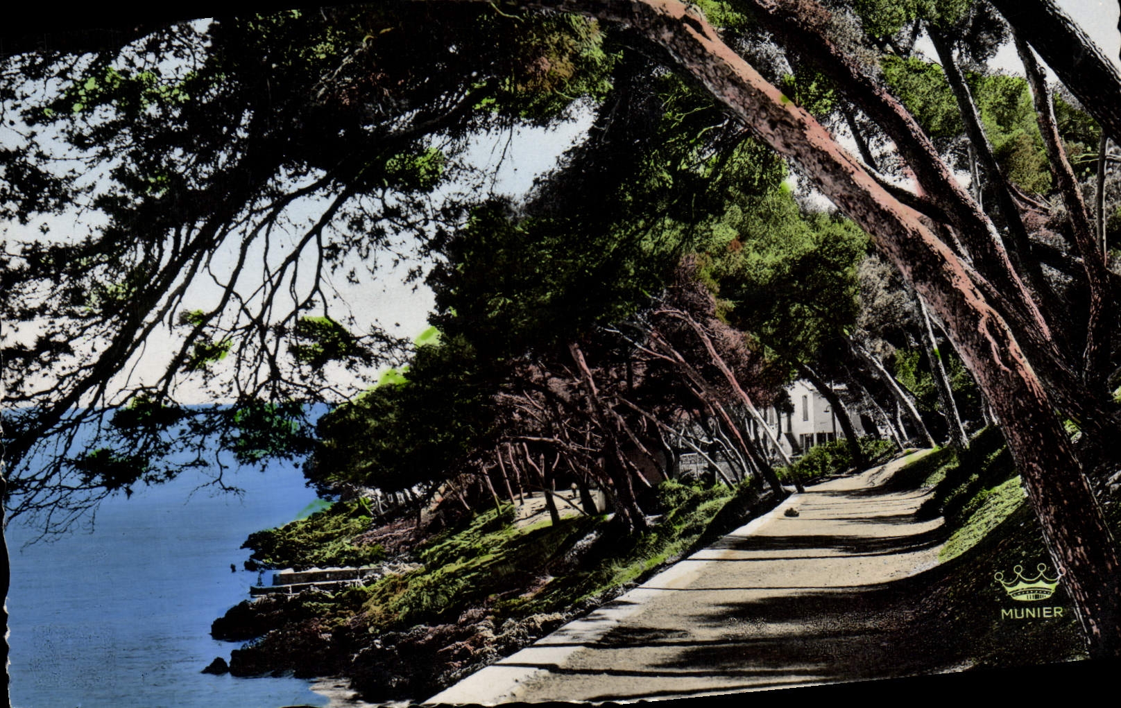 CPA Menton Sous bois au Cap Martin