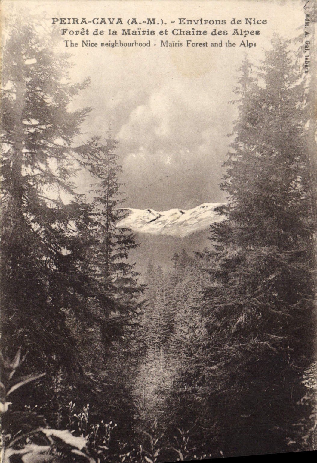 VINTAGE POSTCARD Peira Undermined Surroundings of Nice Foret of Mairis and the alpine range