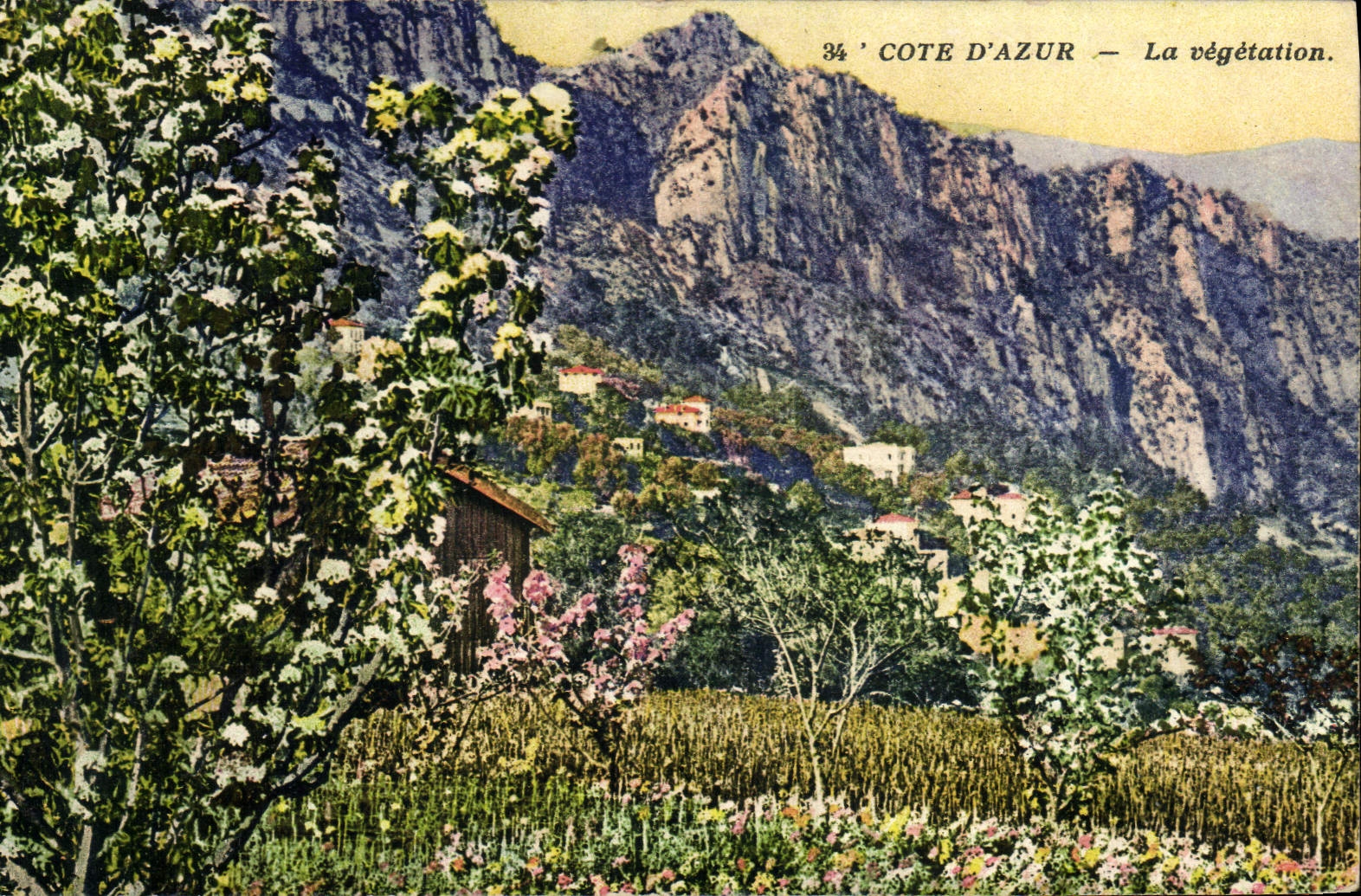 CPA Nice La Vegetation