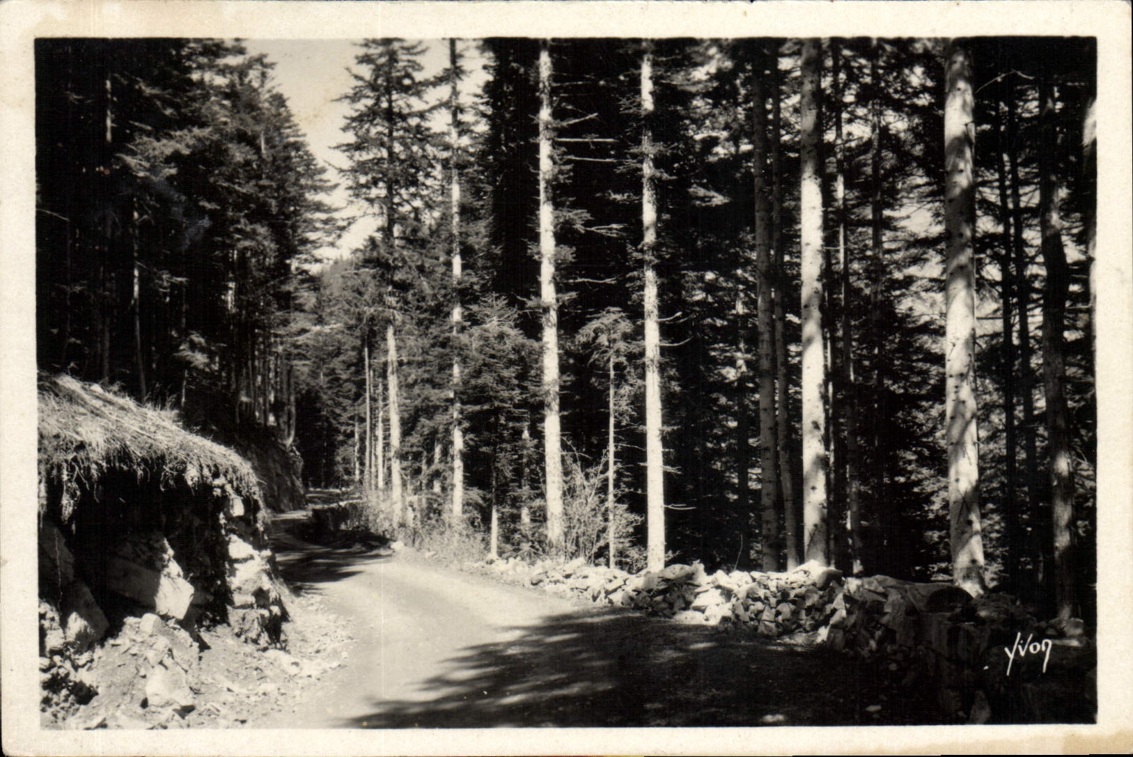 CPA Peira Cava Foret de Turini