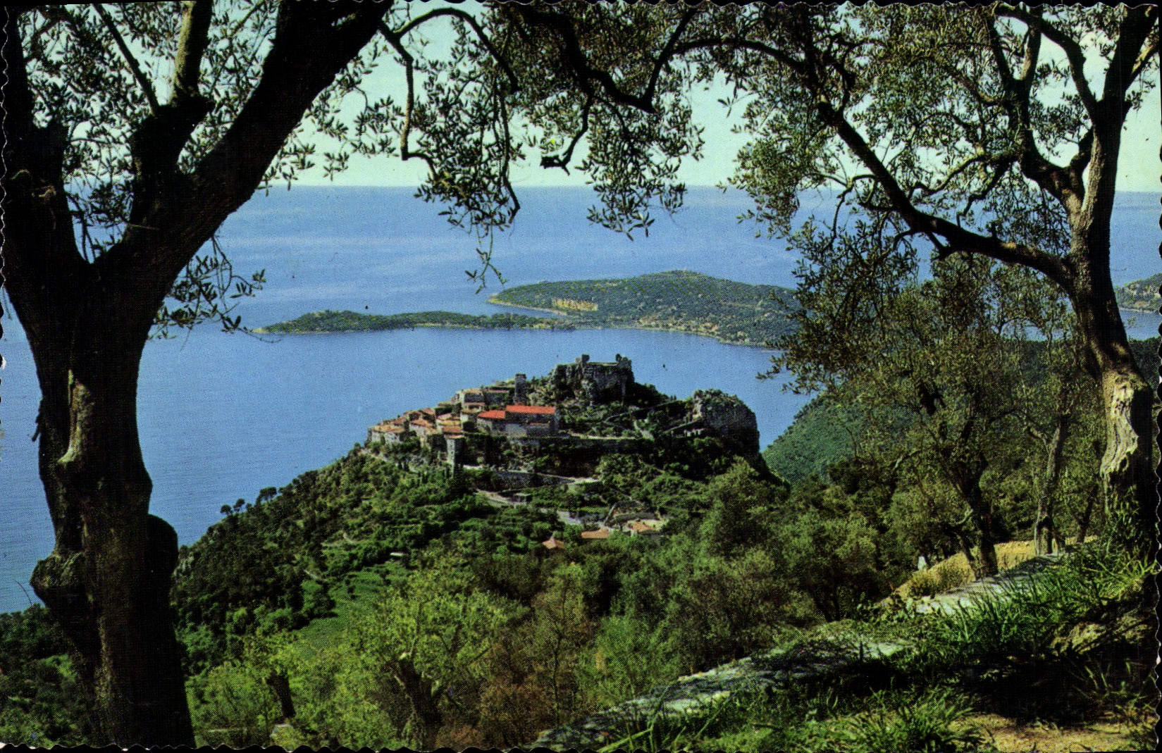 POSTAL MODERNA aceituna-árboles y cabo entrados Eze Ferrat