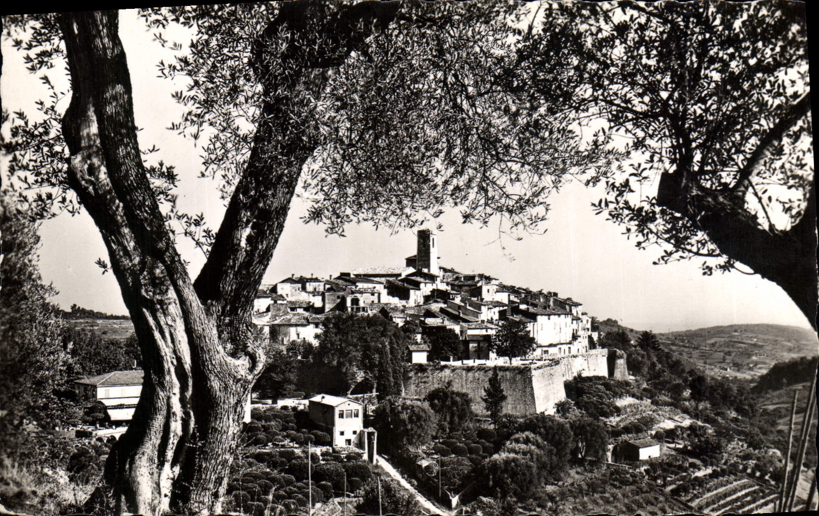 MODERN CARD Saint Paul Seen from between the olive-trees