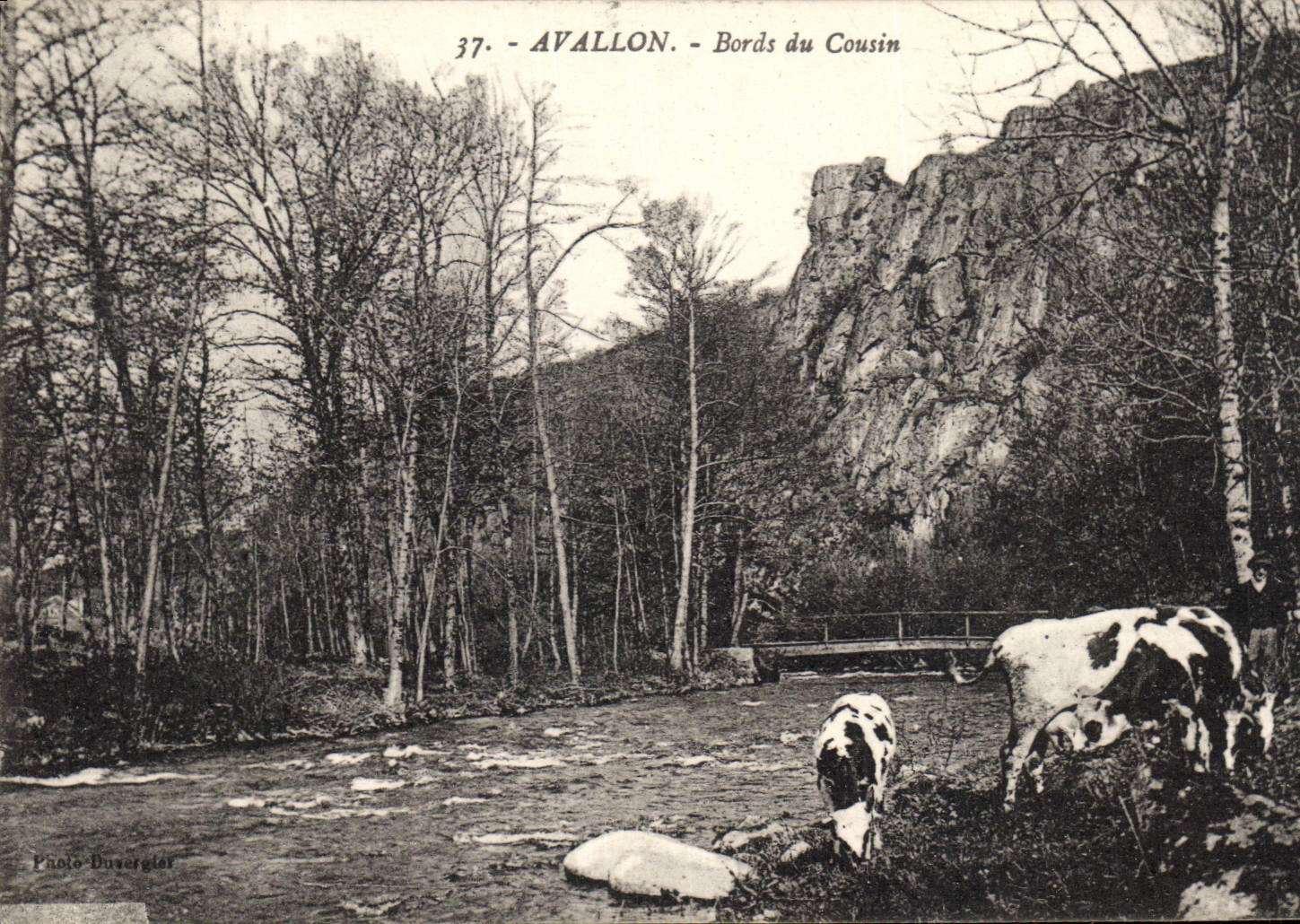 CPA Avallon Bords du Cousin Vaches 