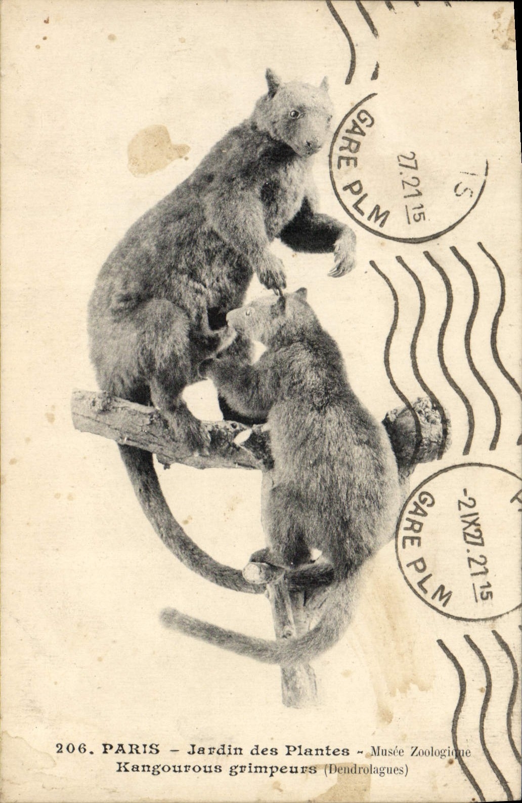 CPA Paris Jardin Des Plantes Musee Zoologique Kangourous grimpeurs Dendrolagues 