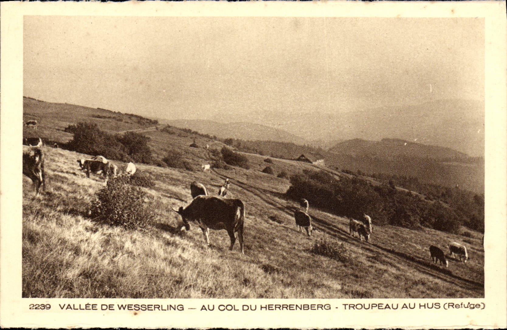 POSTAL Valley De Wesswerling With de la VENDIMIA el collar de la manada de Herrenberg en vacas del refugio de Hus