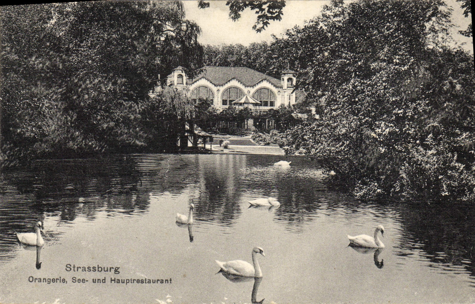 El naranjal de Strassburg de la POSTAL de la VENDIMIA ve los cisnes de Und Hauptrestaurant