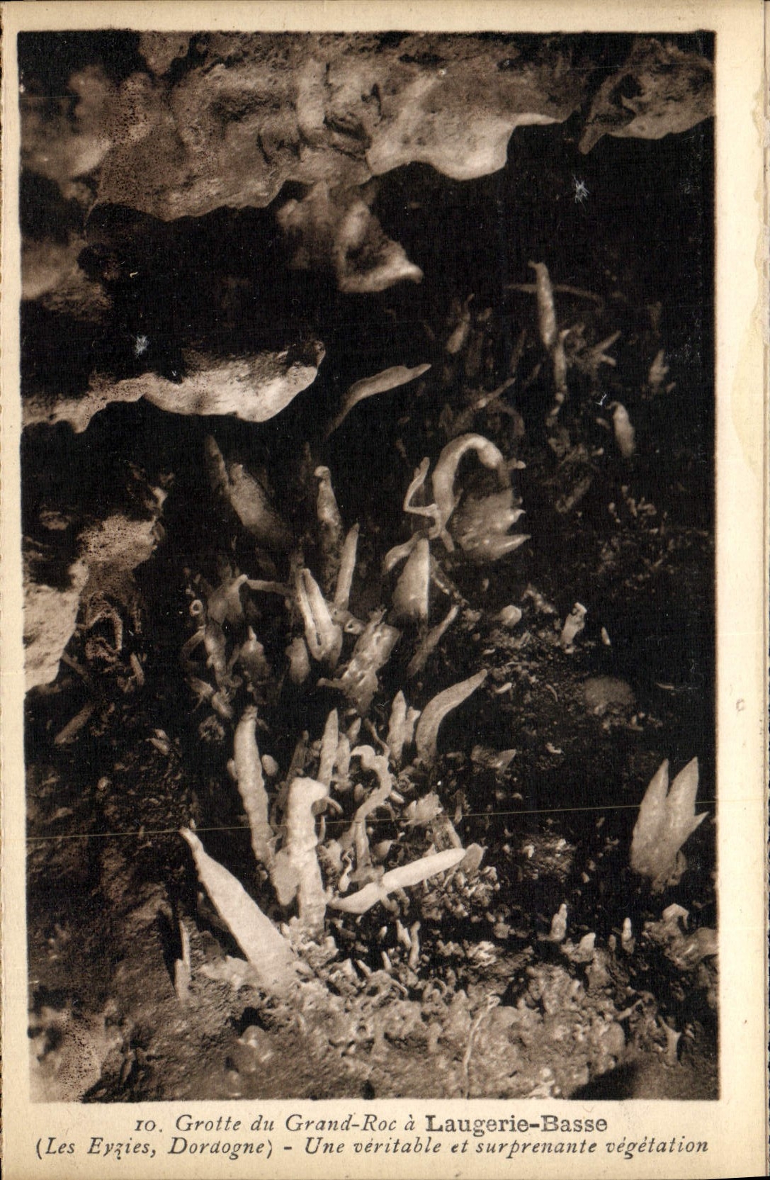 CPA Grotte du Grand Roc a Laugerie Basse Une veritable et surprenante vegetation