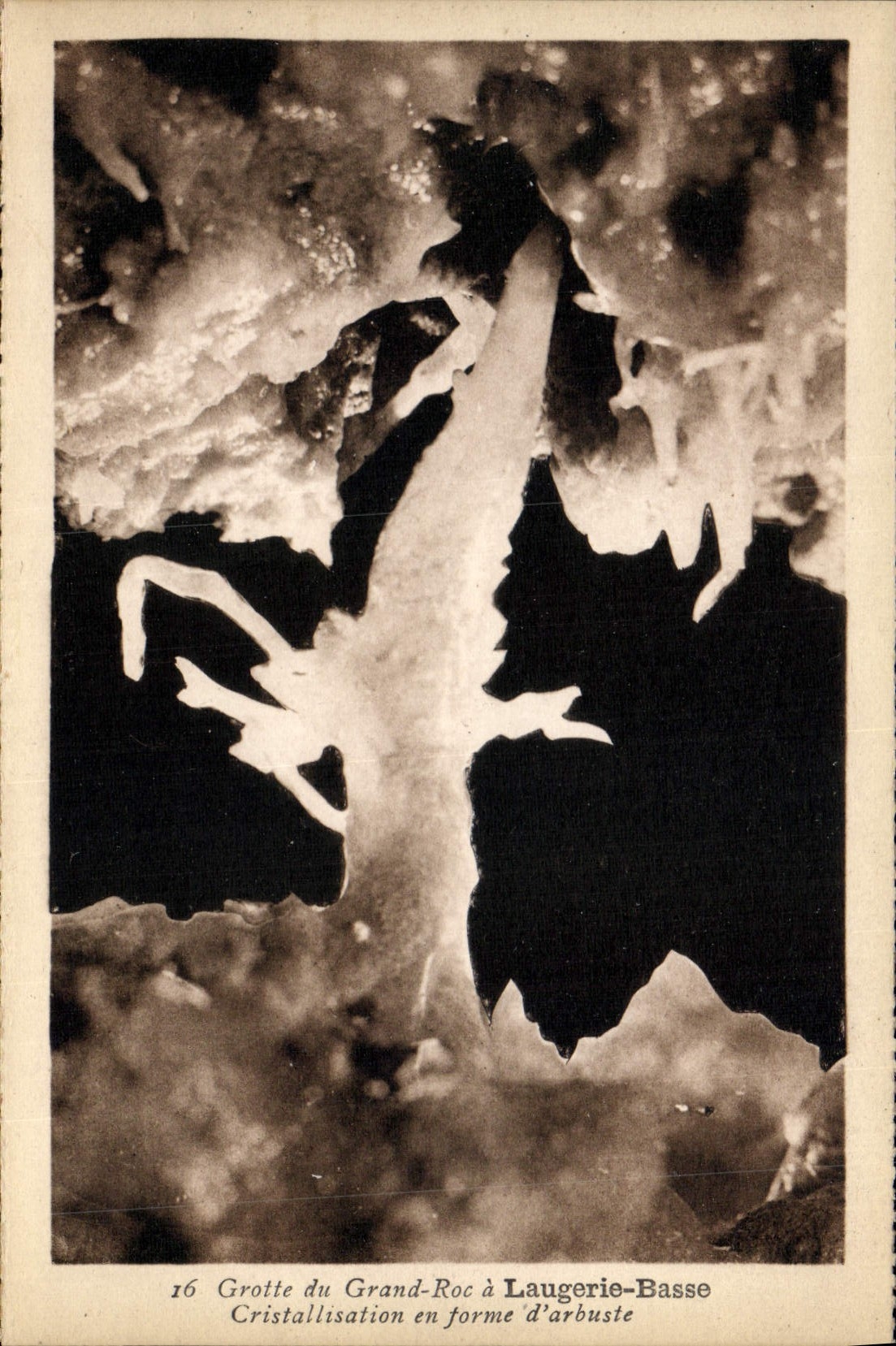 CPA Grotte du Grand Roc a Laugerie Basse Cristallisation en forme d'arbuste 