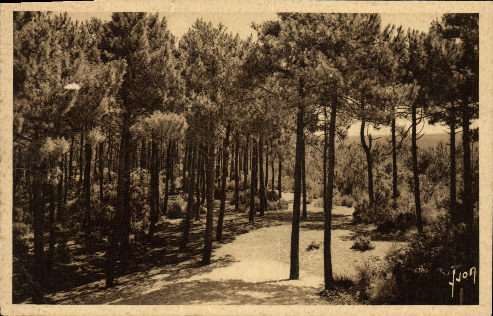 VINTAGE POSTCARD Pyla On Sea Pines Towards the Large Dune