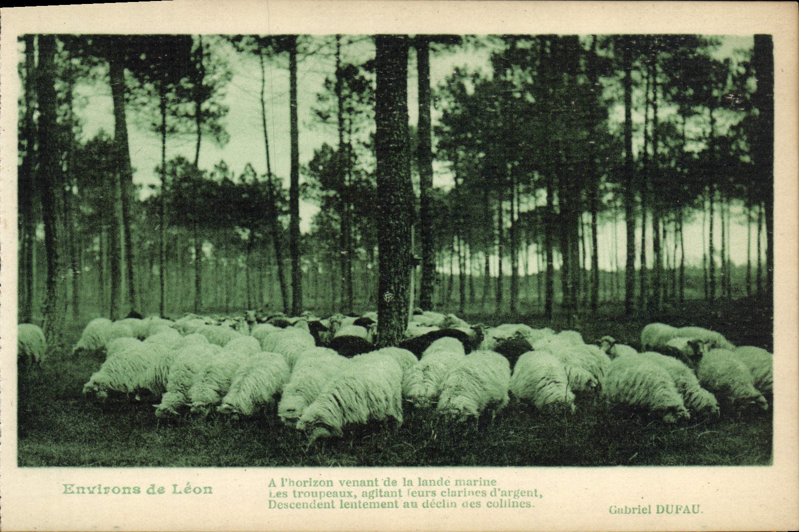 CPA Environs de Leon Moutons