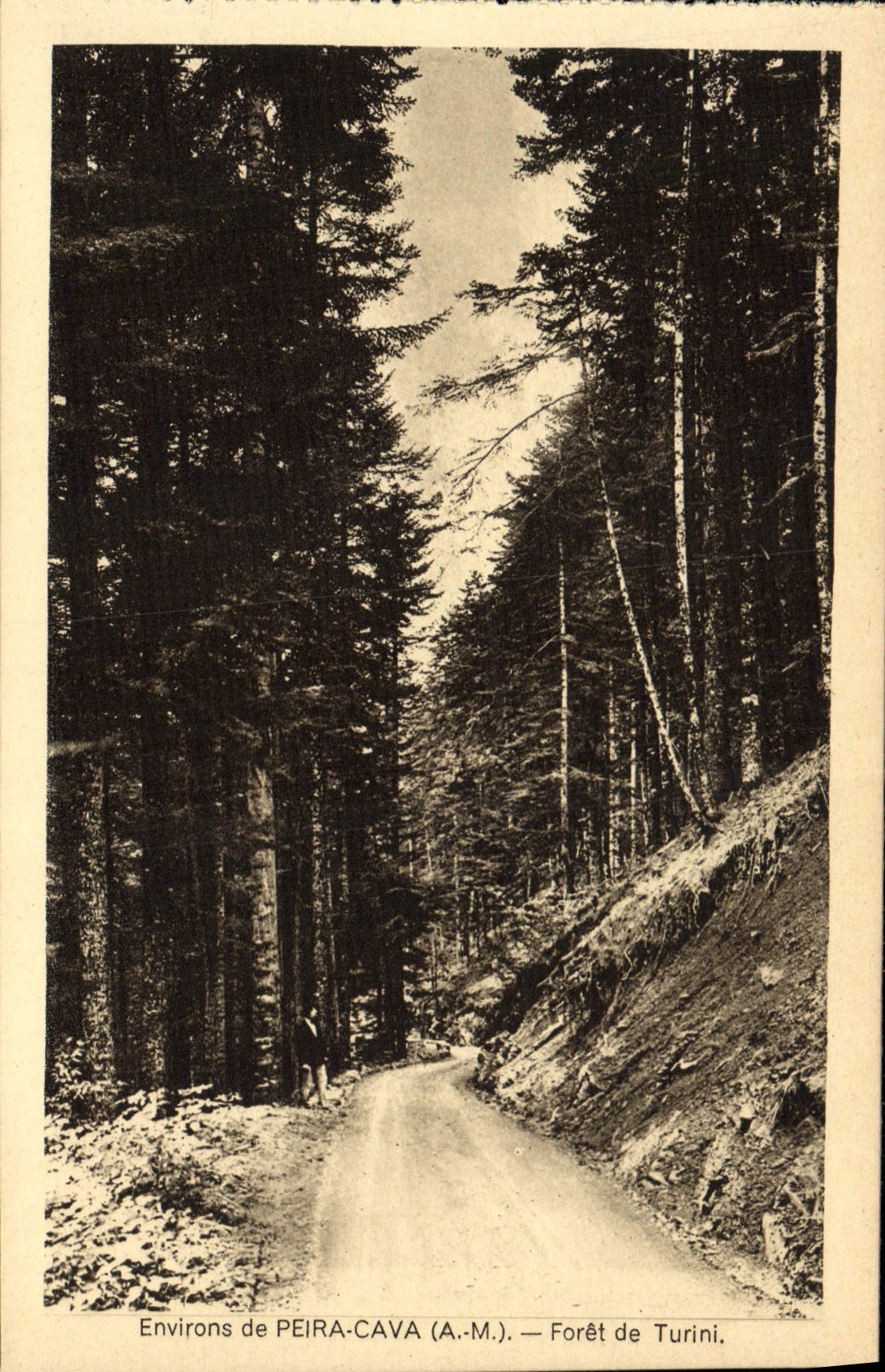 CPA Peira Cava Environs Foret de Tuini