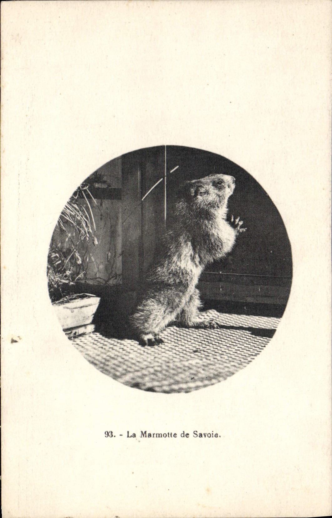 VINTAGE POSTCARD the marmot of Savoy