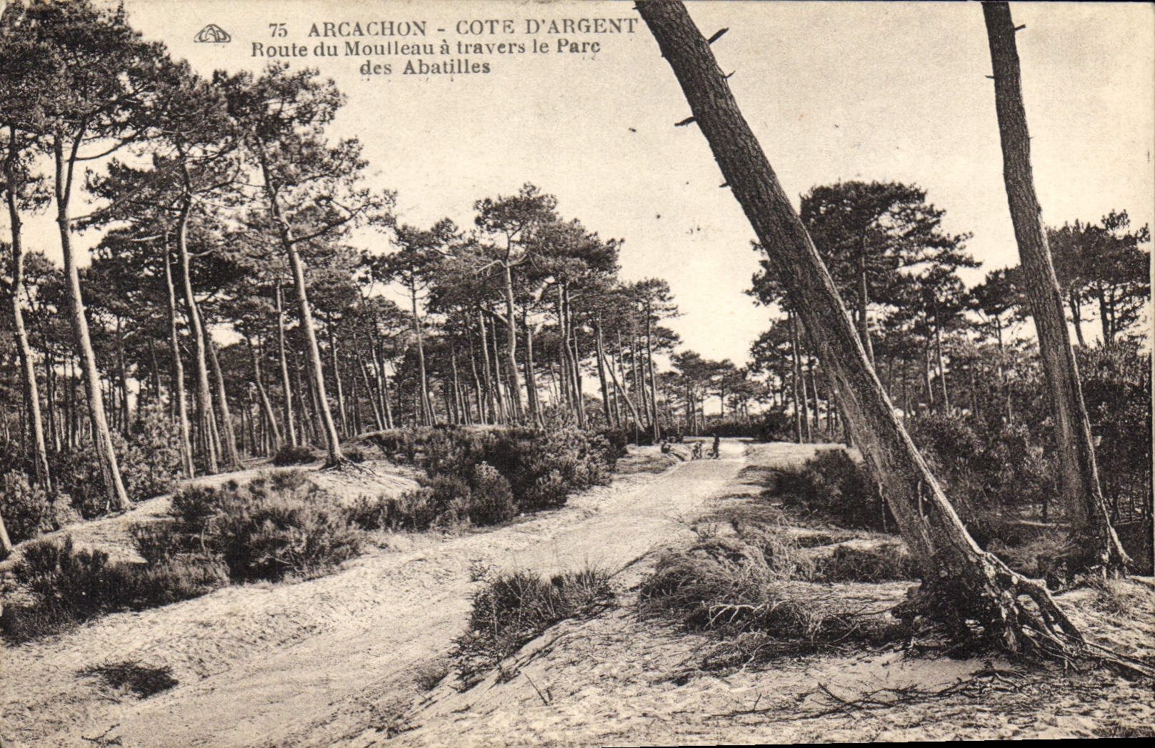 CPA Arcachon Cote D'Argent Route du Moulleau a Travers le Parc des Abatilles