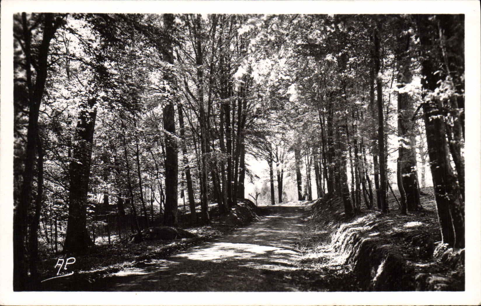 CPM Montfort L'Amaury Promenade en Foret